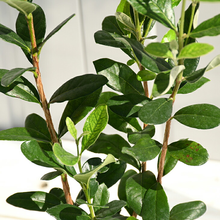 楽天市場】フェイジョア 苗 【フェイジョア 実生 （品種不明）】 約0.5