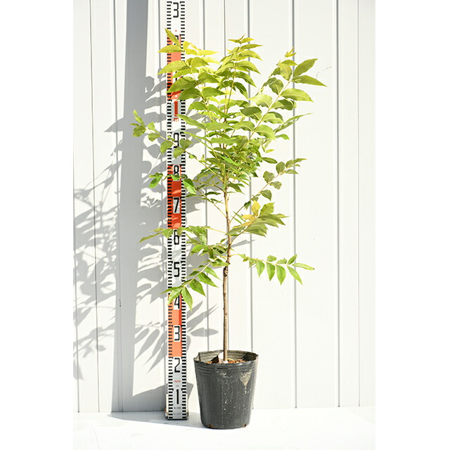 楽天市場】[楽天市場店限定価格] ◇グリゴー スーパーSALE◇ ナッツの