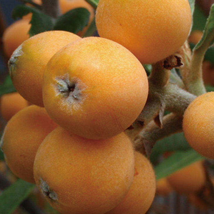 楽天市場】びわ の 木の通販