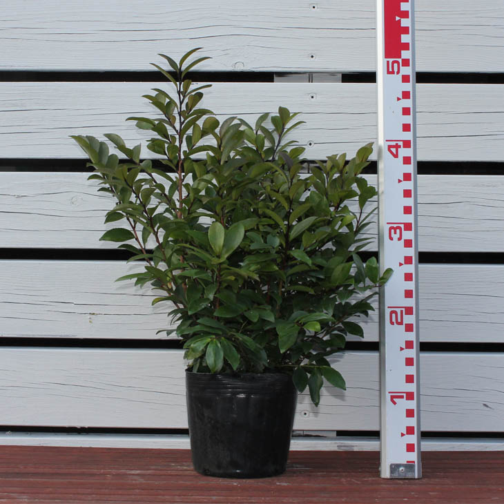 楽天市場】◇送料無料◇ ヒサカキ 苗 【姫榊 （ひさかき）】 5号ポット