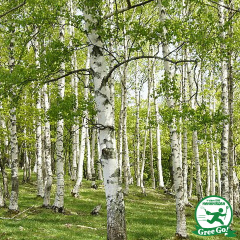 楽天市場】シラカバ 苗 【シラカバ】 約0.9m 1年生 ポット苗 白樺 苗木