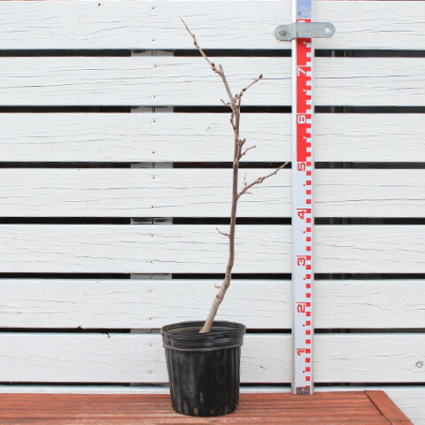 楽天市場】[楽天市場店限定価格] ◇グリゴー スーパーSALE◇ 藤 苗