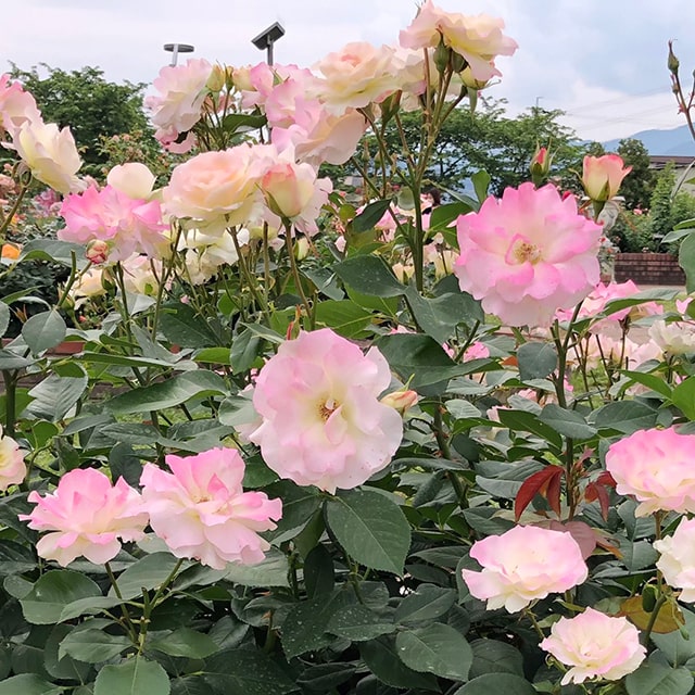 楽天市場】[楽天市場店限定価格] ◇グリゴー スーパーSALE◇ バラ苗