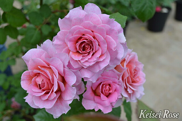 楽天市場】[楽天市場店限定価格] ◇グリゴー スーパーSALE◇ バラ苗