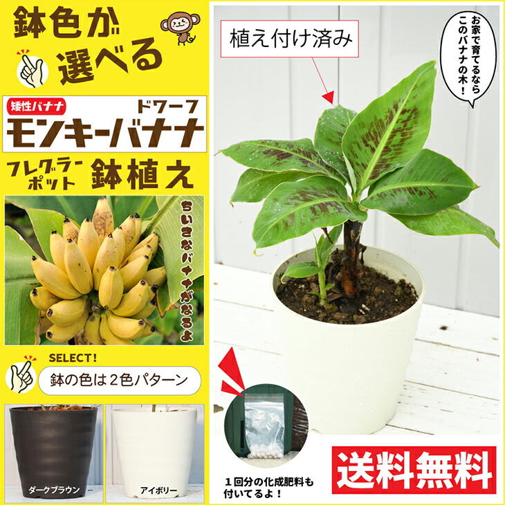 楽天市場】◇送料無料◇ バナナ 苗 【鉢色が選べる 矮性バナナ
