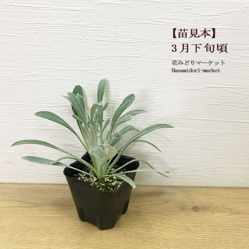 楽天市場】*【単品 / 3個セット】宿根性ガザニア ビースト カナリア