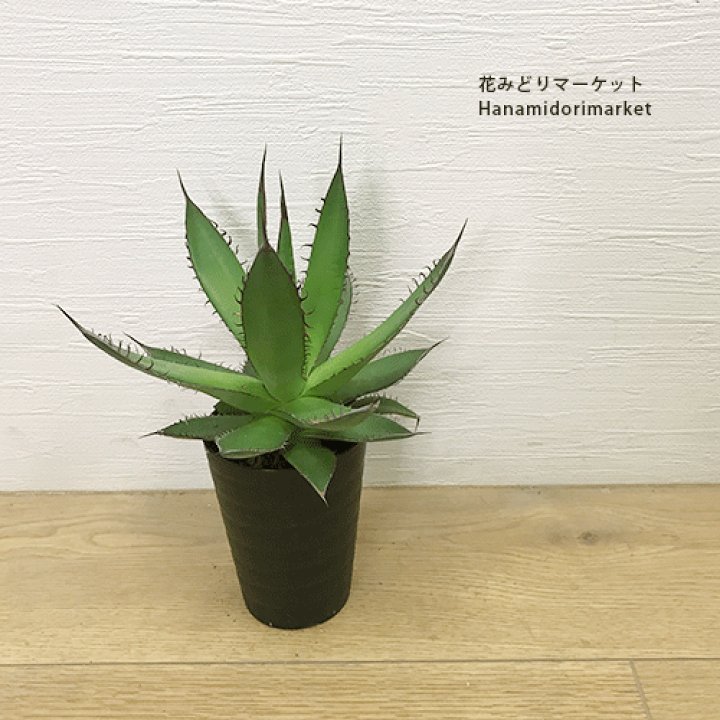 楽天市場】アガベ ホリダ 【3.5号】多肉植物 ドライガーデン 大型 耐寒