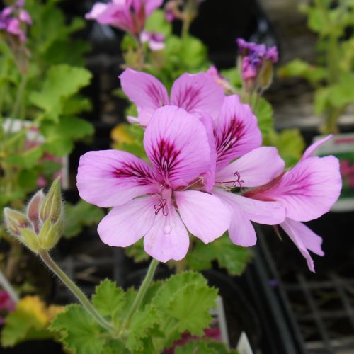 楽天市場】ハーブゼラニウム ジンジャーゼラニウム 3〜3.5号ポット苗