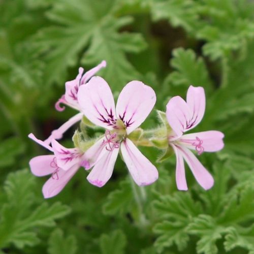 ゼラニウム 苗」の人気商品一覧 | 安い商品を通販サイトから探す