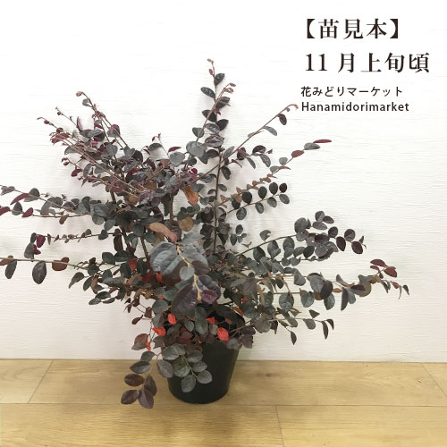 楽天市場】トキワマンサク プラムゴージャス5号ポット苗花木 庭木 耐寒