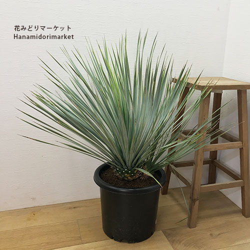 楽天市場】【送料無料】【同梱不可】ユッカ ロストラータ 8号ポット苗