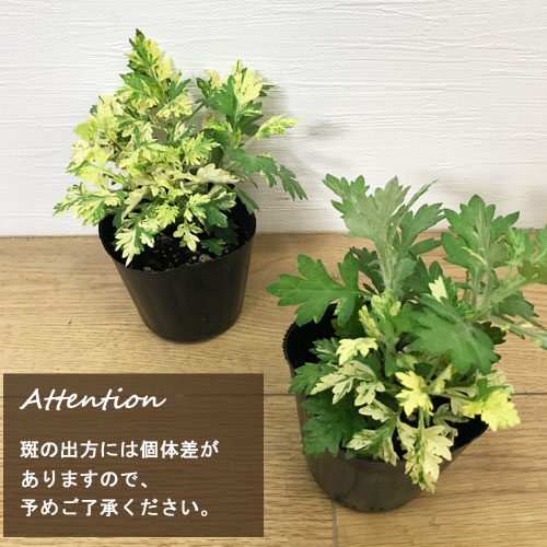 楽天市場】【単品 / 3個セット】斑入りヨモギアルテミシア ブルガリス3