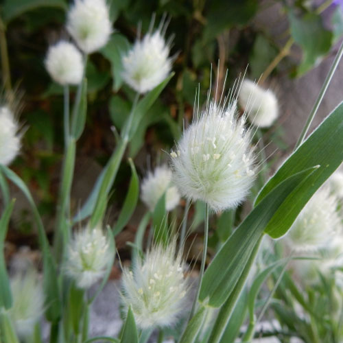 楽天市場】【単品 / 3個セット】ラグラス オバタス バニーテール3号