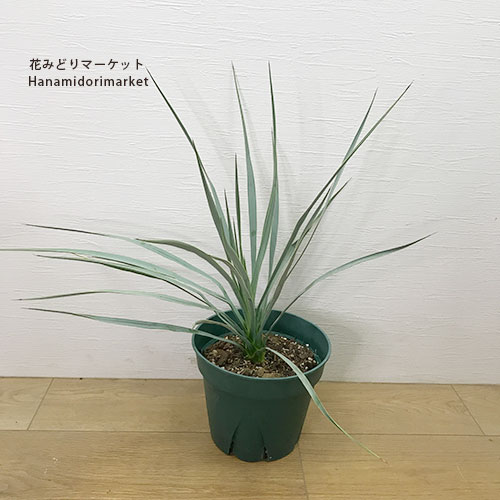 楽天市場】ユッカ ロストラータ（種類（植物）ユッカ）の通販