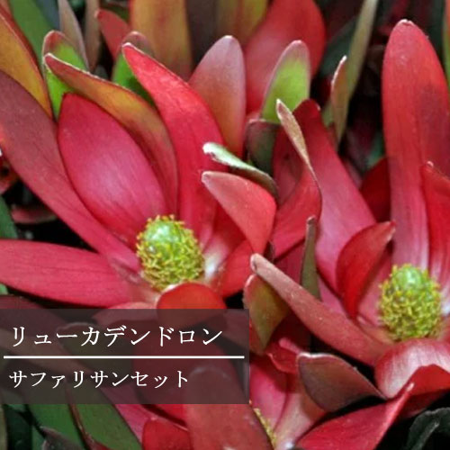 楽天市場】リューカデンドロン サファリサンセット 5号ポット苗花木苗