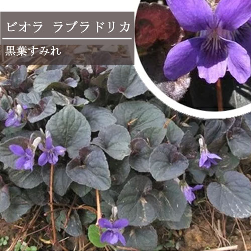楽天市場】ビオラ ラブラドリカ 種の通販