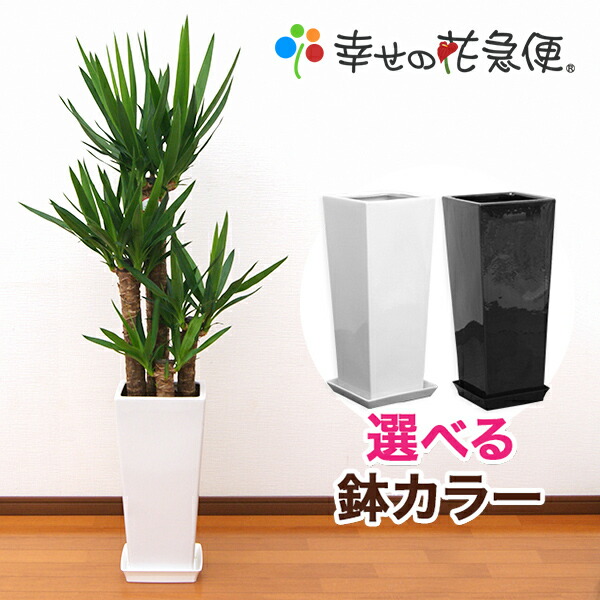 楽天市場】観葉植物 ユッカ エレファンティペス 8号鉢 高さ約110