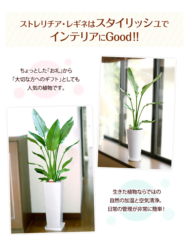 楽天市場】観葉植物 ストレリチア・レギネ 7号鉢 高さ約70～90cm