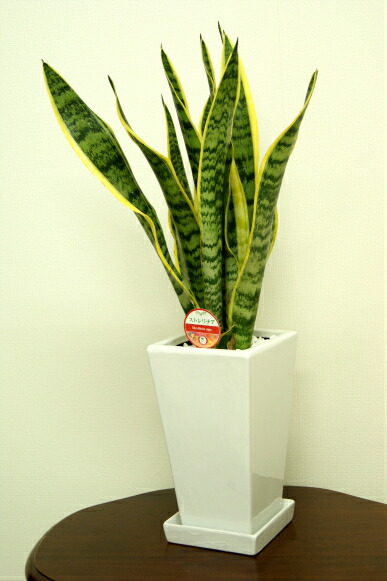 楽天市場】観葉植物 サンスベリア 5号鉢 高さ約50～65cm【サンセベリア