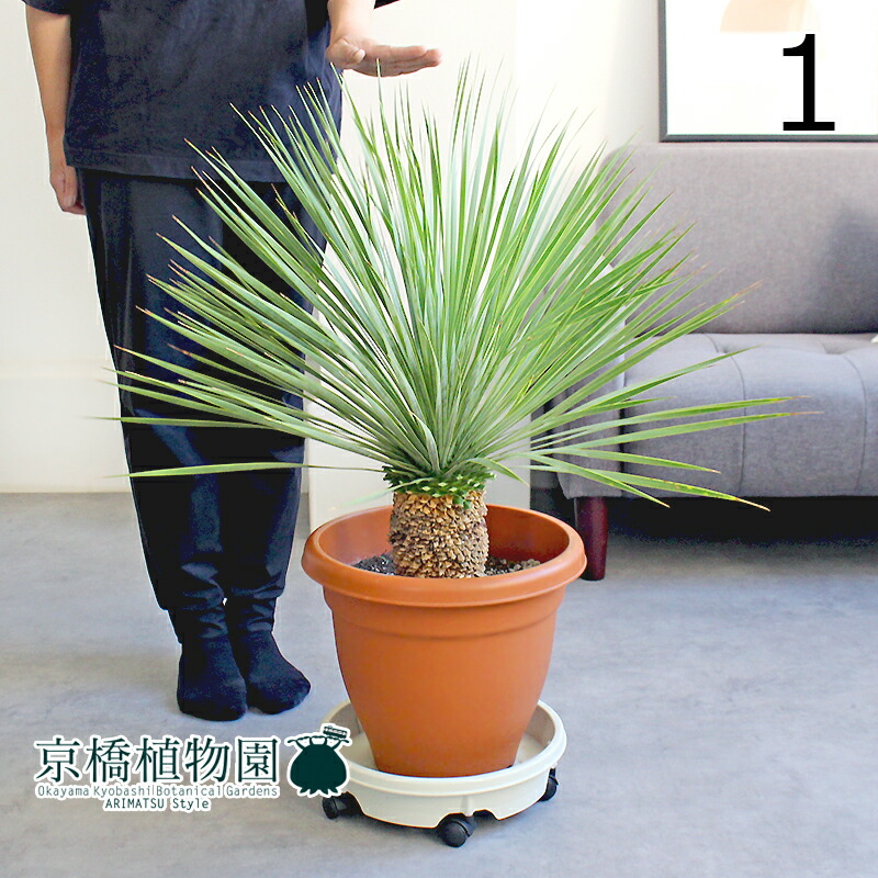 楽天市場】【SSクーポンあり】【現品】ユッカ・ロストラータ 10号 茶鉢