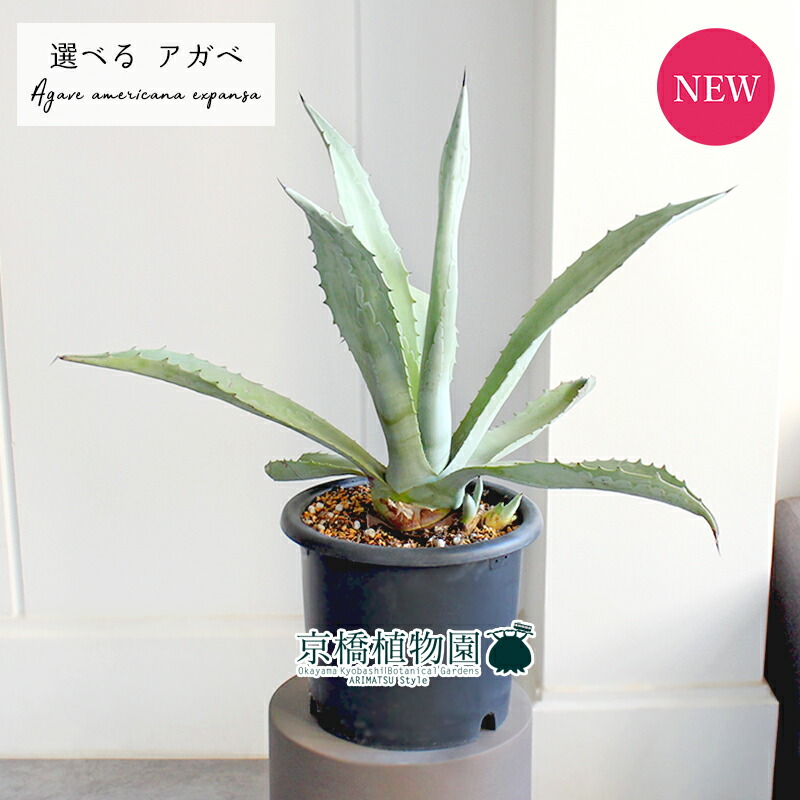 楽天市場】【SSクーポンあり】【現品】アガベ・アメリカーナ