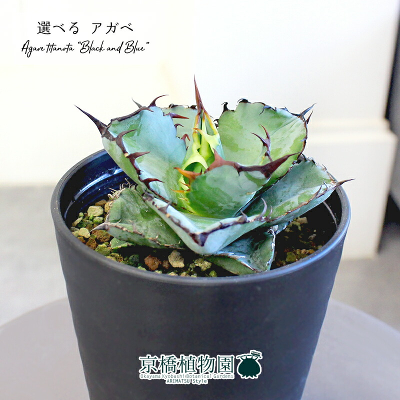 楽天市場】【SSクーポンあり】【現品】アガベ・チタノタ ”ブラック