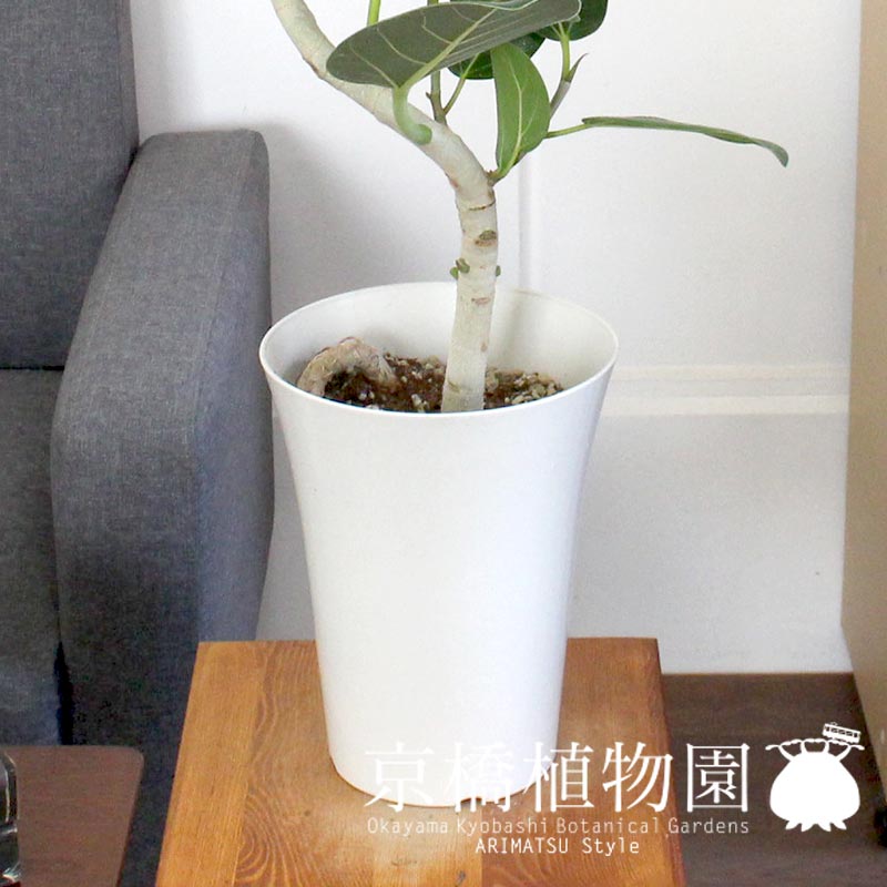 楽天市場】【5日はP5倍！】【SSクーポンあり】フィカス ベンガレンシス