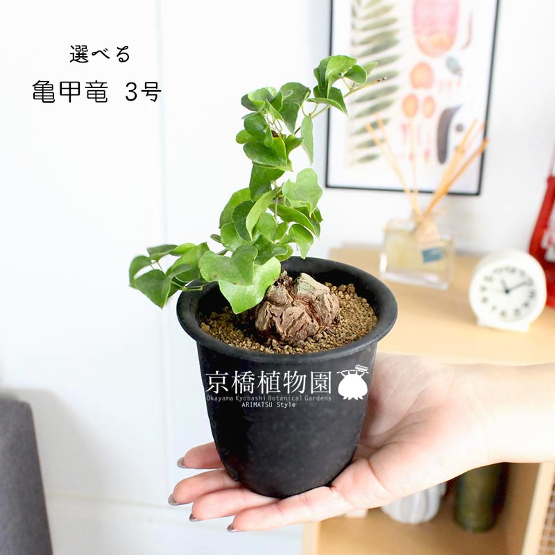 楽天市場】【SSクーポンあり】【現品】アフリカ亀甲竜 3号 黒鉢（1〜5