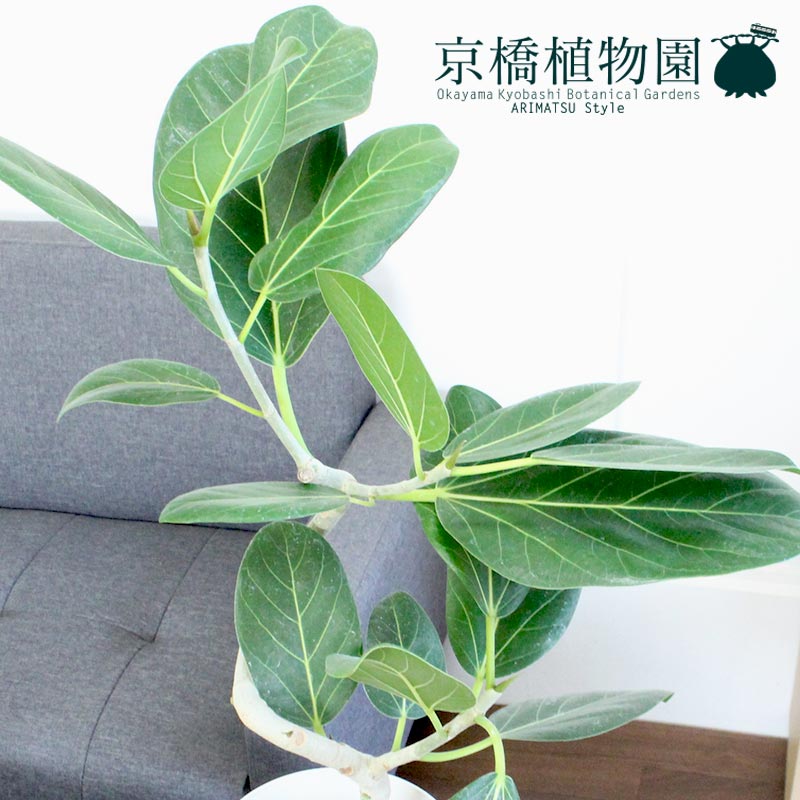 楽天市場】【5日はP5倍！】【SSクーポンあり】フィカス ベンガレンシス