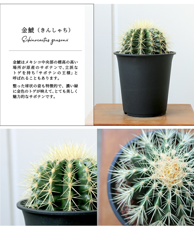 楽天市場】【5日はP5倍！】【SSクーポンあり】サボテン 金鯱