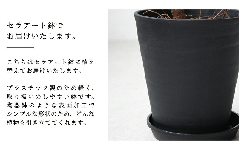 楽天市場】【SSクーポンあり】【セラアート鉢：ブラック】フィカス