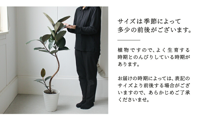 楽天市場】【SSクーポンあり】【セラアート鉢：ブラック】フィカス