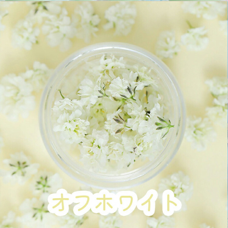 楽天市場】【楽天スーパーSALE】【花材】かすみ草 つぼみ ドライ