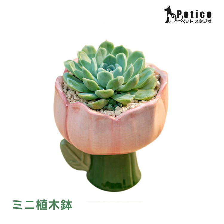 楽天市場】多肉植物 鉢 植木鉢 サボテン鉢 多肉植物鉢 小型 可愛い花の