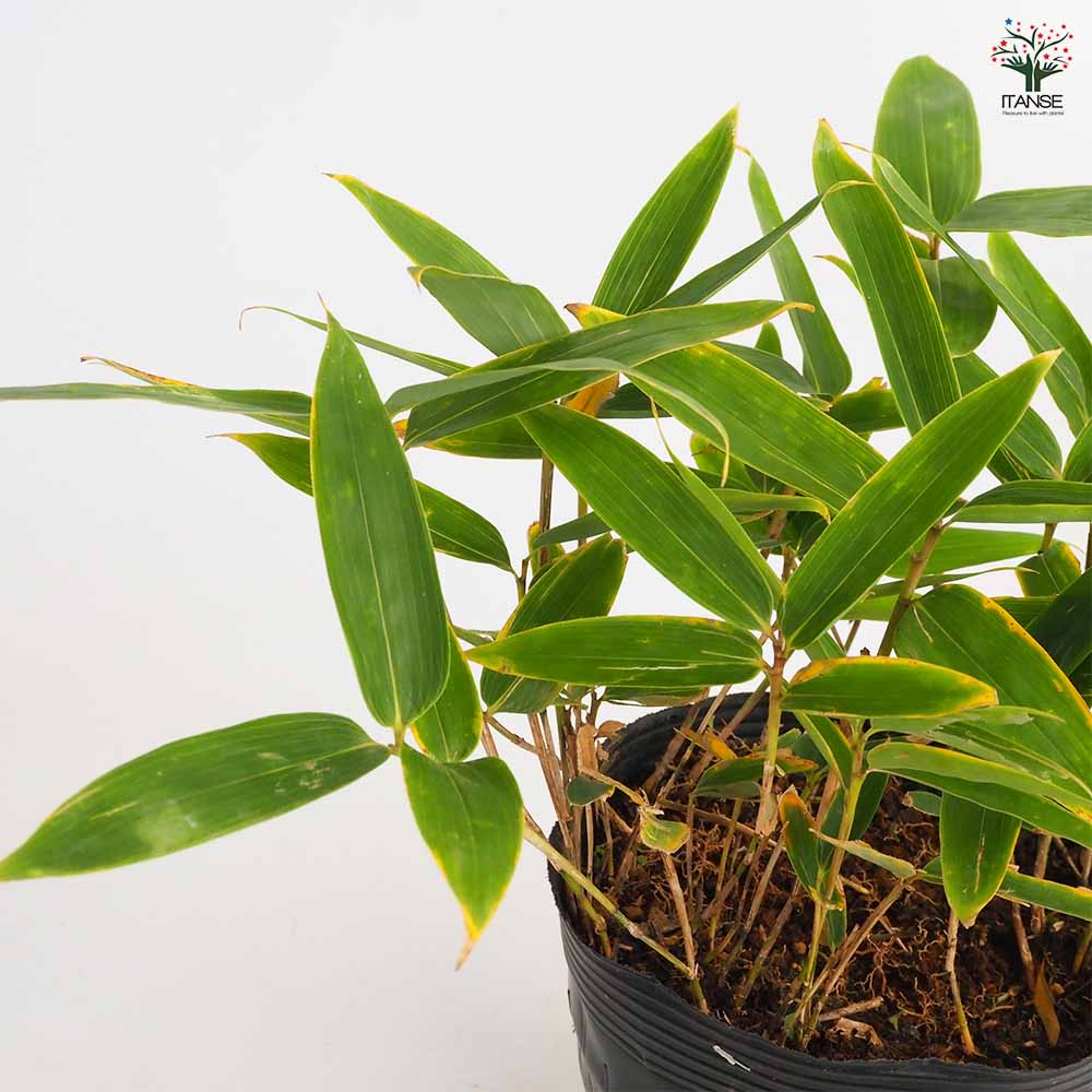 楽天市場】【送料無料】 クマザサ 【 花木苗 5号 】 隈笹 笹 さわやか