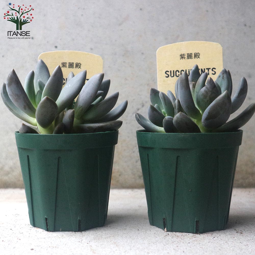 楽天市場】【SS期間☆P5倍】紫麗殿 ( しれいでん ) 多肉植物 2.5号鉢