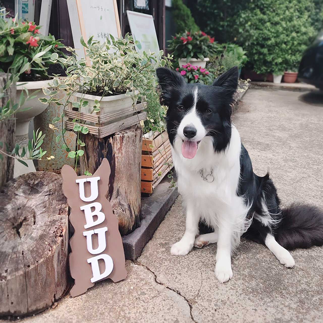 楽天市場】木彫り文字 アイウッド ホワイト 4文字 アルファベット 数字