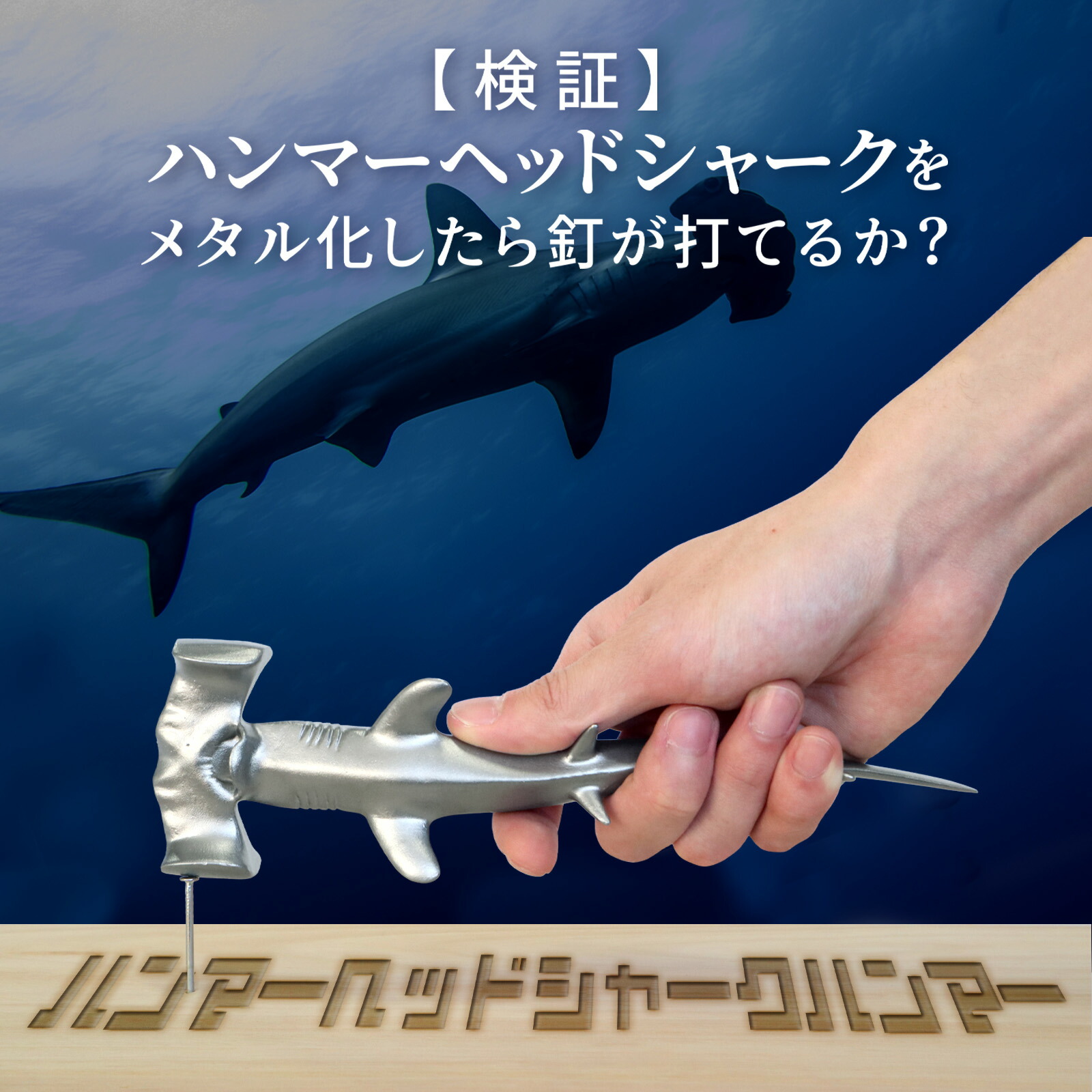 楽天市場】ハンマーヘッドシャーク ホオジロザメ シュモクザメ サメ