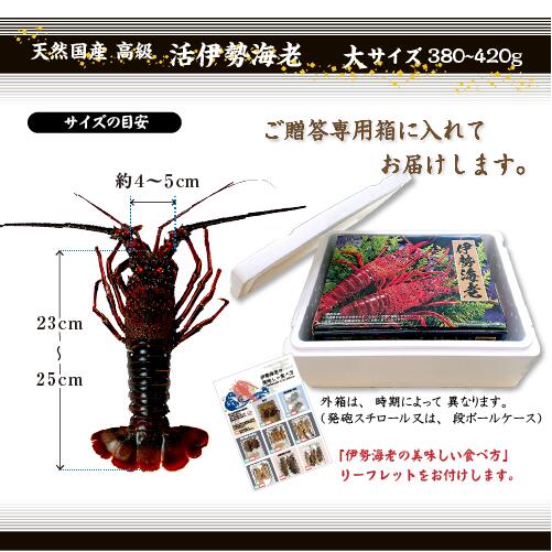 楽天市場】高級 天然 伊勢海老 三重県産 大サイズ ☆ [活伊勢海老