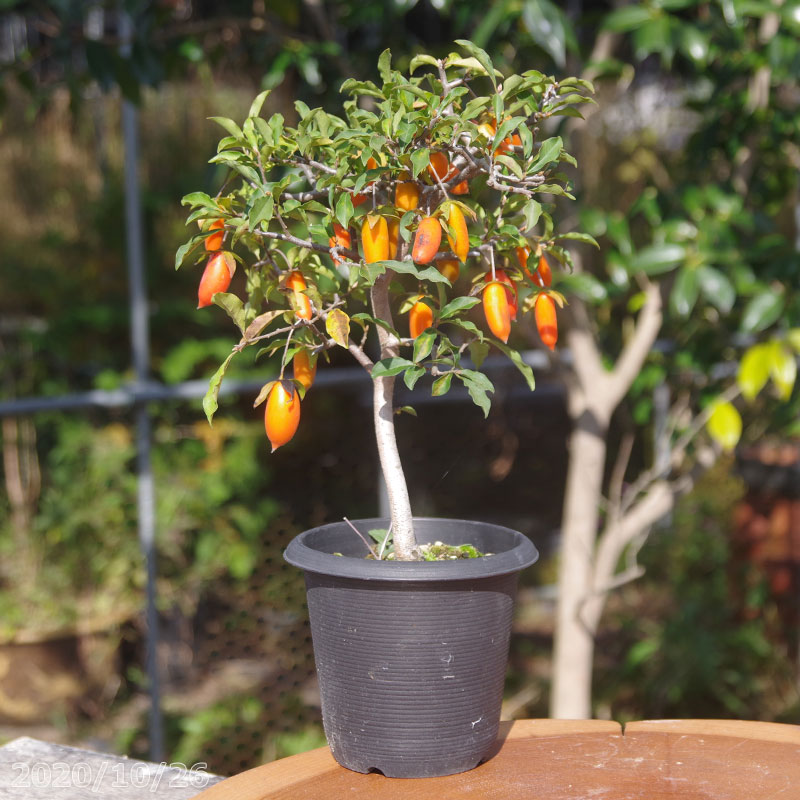 楽天市場】まだまだ珍しい トキワガキ×ローヤガキ交配種 4号（12cm