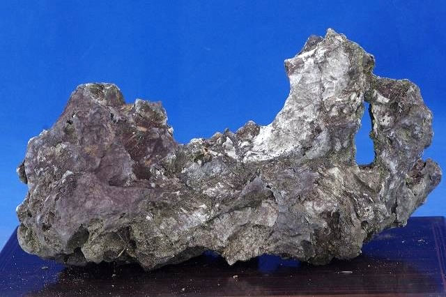 楽天市場】【2割引中！】 竜眼石 (岐阜損斐産)No.3733【盆栽】【山野草