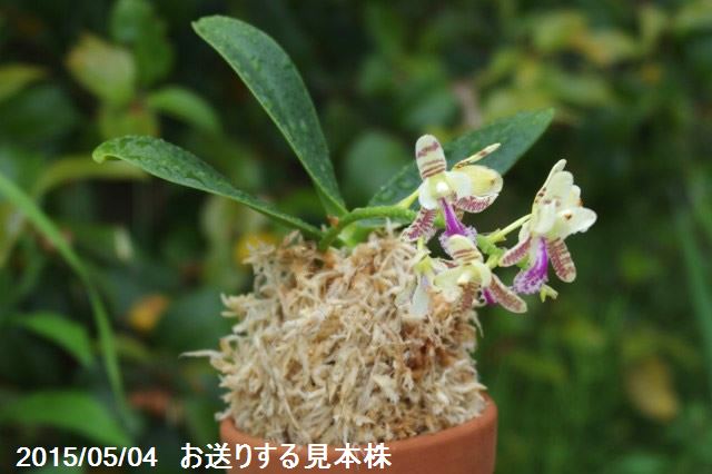 楽天市場】名護蘭（ナゴラン） 2.5号 【山野草】 : 石田精華園 楽天市場店