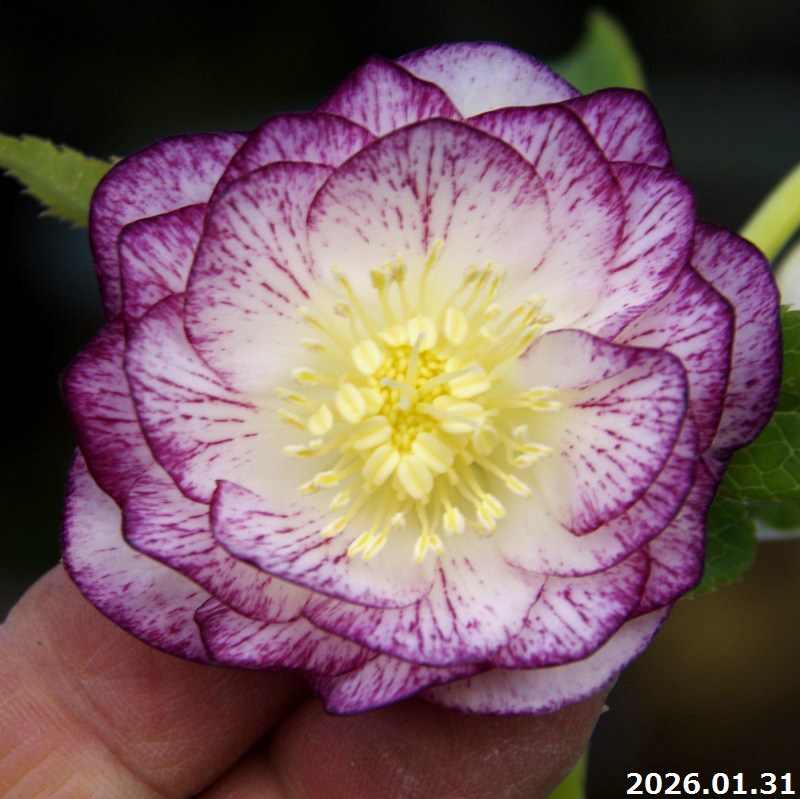 苗 クリスマスローズ開花株」の人気商品一覧 | 安い商品を通販サイト