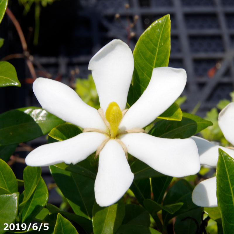 楽天市場】クチナシ 一重咲き 5号(15cm) 10株 高さ80cm 実成りクチナシ