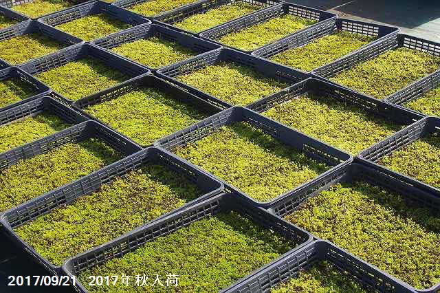 楽天市場】【京の苔】スナゴケ 10枚 大トレー (サイズ:59cm×39cm