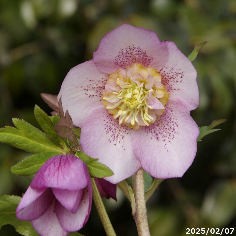楽天市場】【現品No.9859】クリスマスローズ開花株 野田園芸 ピンク