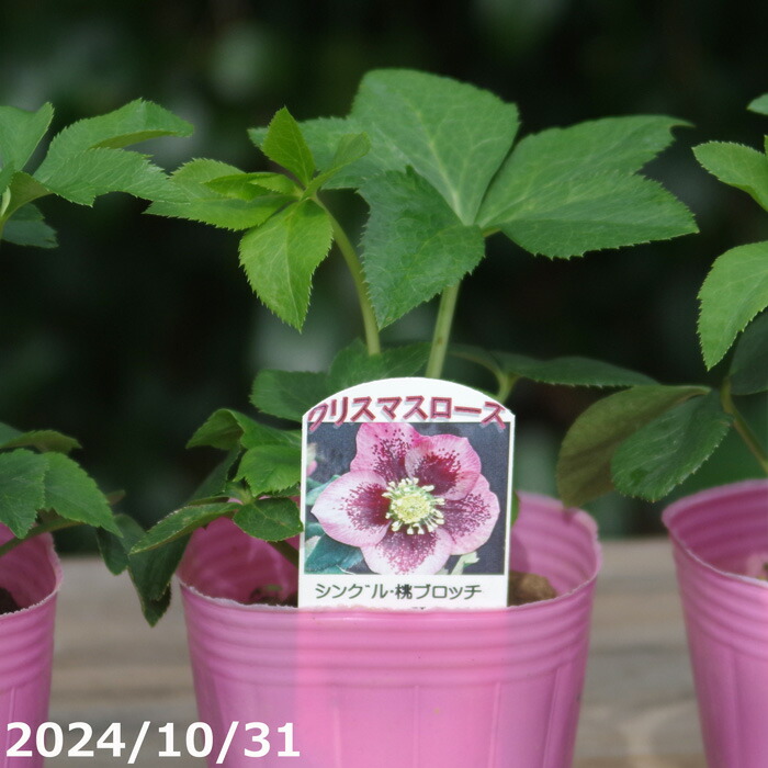楽天市場】野田園芸 クリスマスローズの実生苗 ピンクシングル