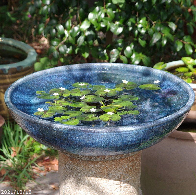 楽天市場】【現品・一点物】信楽焼 睡蓮鉢 大型 手びねり青窯変ブルー