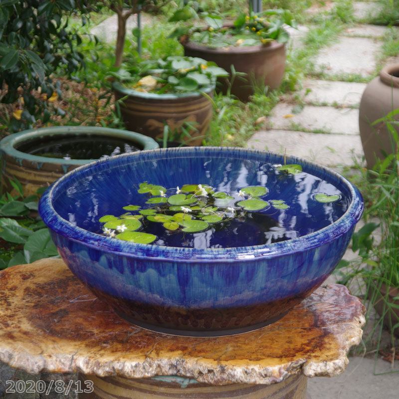 楽天市場】信楽焼 睡蓮鉢 陶器 大型 青ガラス浅型水鉢 19号（外径58cm