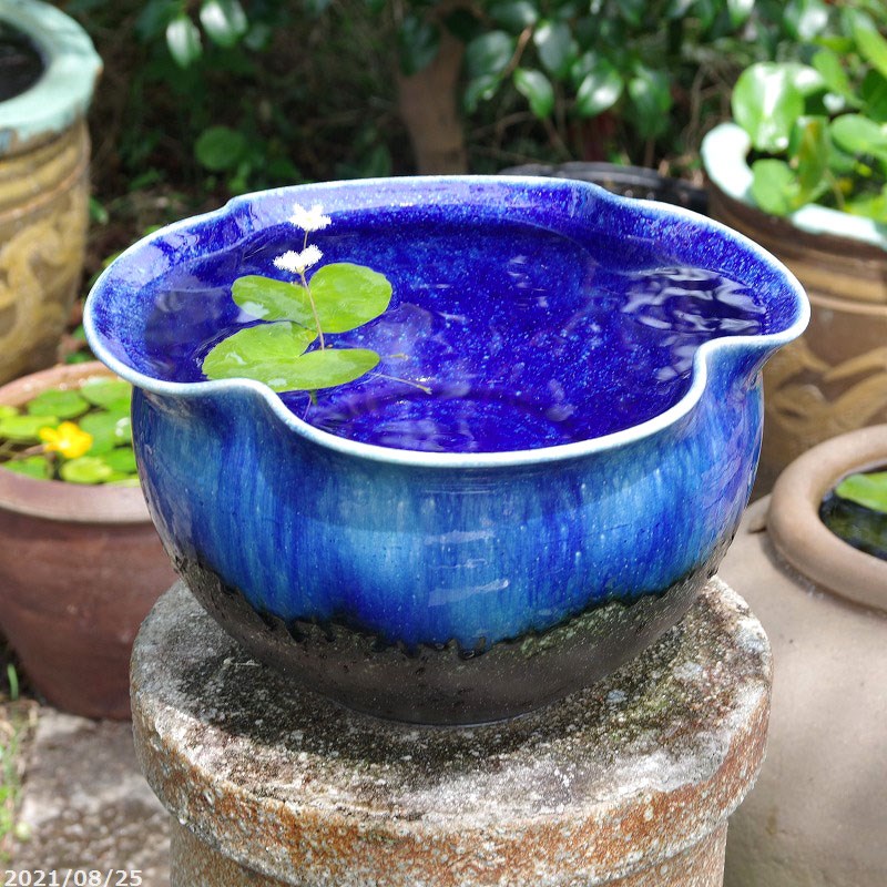 楽天市場】【あす楽対応】信楽焼 睡蓮鉢 陶器 青ガラス 花型 水鉢 11号